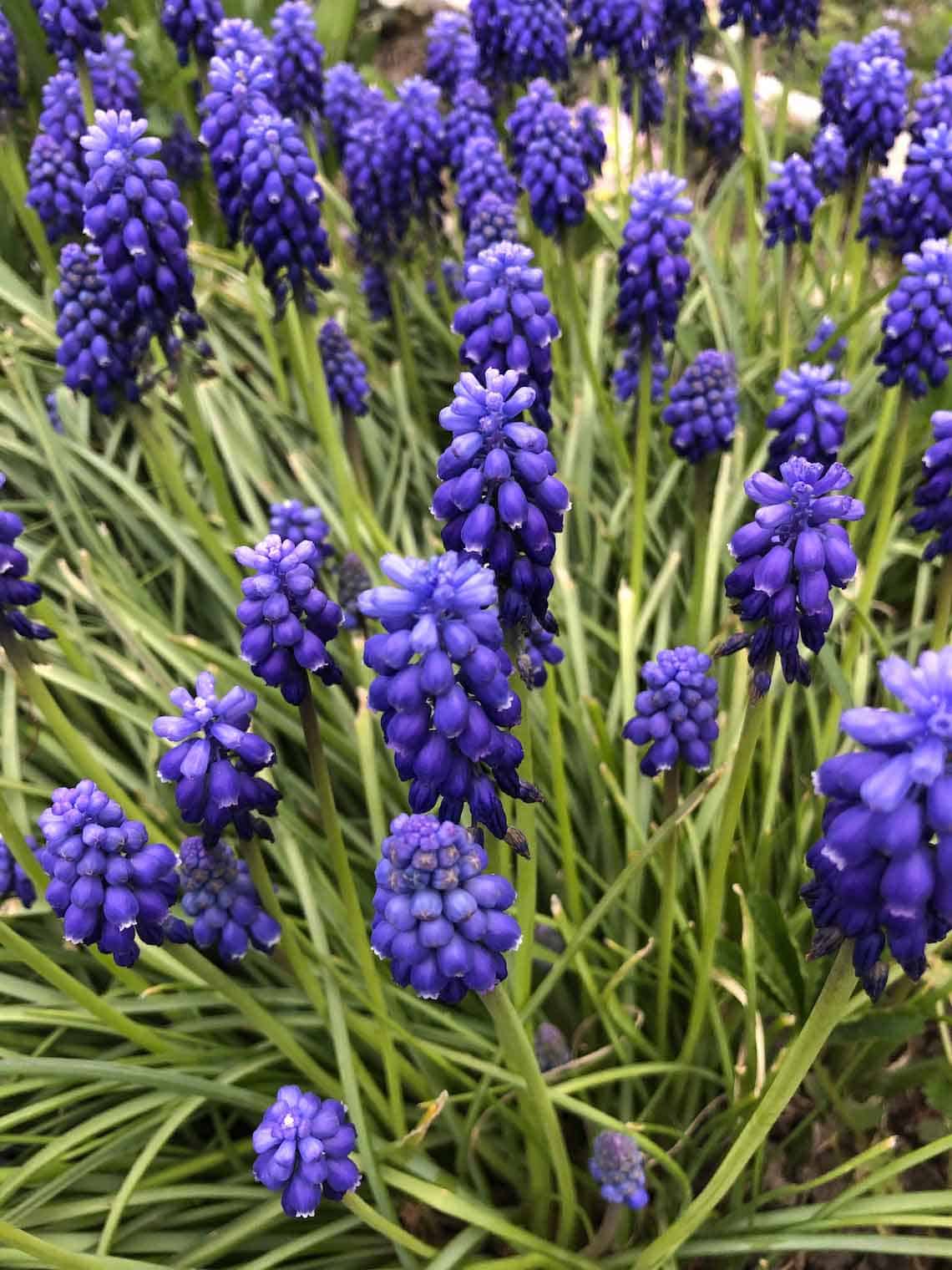 petites fleurs violettes